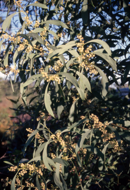 APII jpeg image of Acacia falcata  © contact APII