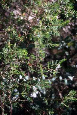 APII jpeg image of Darwinia procera  © contact APII