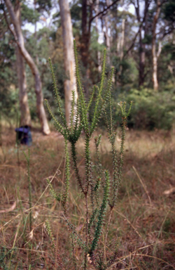 APII jpeg image of Epacris purpurascens var. purpurascens  © contact APII