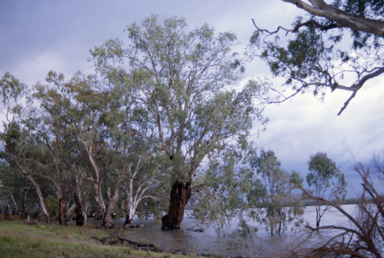 APII jpeg image of Eucalyptus camaldulensis  © contact APII