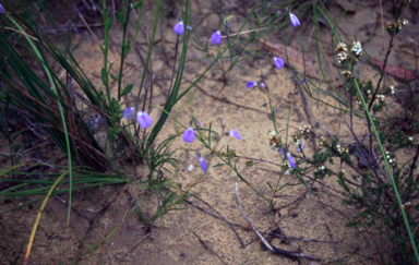 APII jpeg image of Hybanthus monopetalus  © contact APII