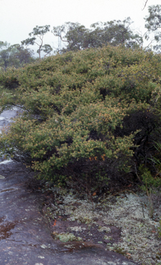 APII jpeg image of Kunzea rupestris  © contact APII