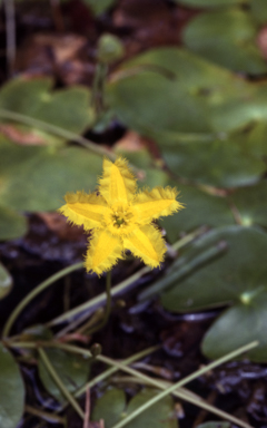 APII jpeg image of Nymphoides geminata  © contact APII