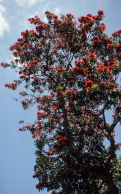 APII jpeg image of Alloxylon flammeum  © contact APII