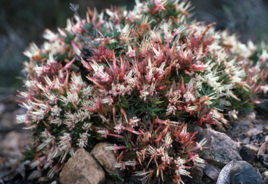 APII jpeg image of Styphelia adscendens  © contact APII