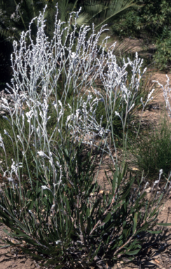 APII jpeg image of Conospermum stoechadis  © contact APII