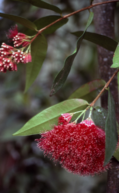 APII jpeg image of Syzygium wilsonii  © contact APII