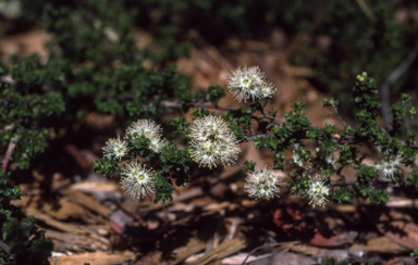 APII jpeg image of Kunzea 'Badja Carpet'  © contact APII