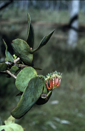 APII jpeg image of Decaisnina signata subsp. cardiophylla  © contact APII