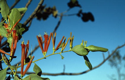 APII jpeg image of Dendrophthoe acacioides  © contact APII