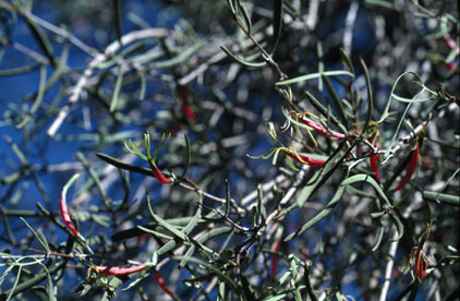 APII jpeg image of Lysiana exocarpi subsp. tenuis  © contact APII