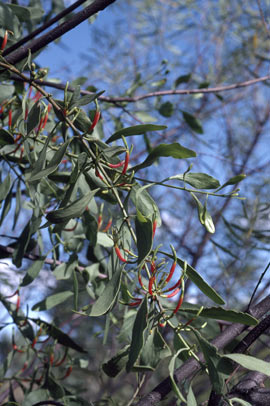 APII jpeg image of Lysiana spathulata subsp. spathulata  © contact APII