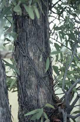 APII jpeg image of Muellerina eucalyptoides  © contact APII