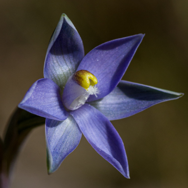 APII jpeg image of Thelymitra asperifolia  © contact APII