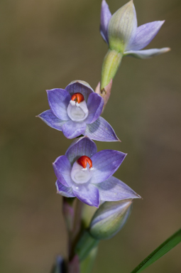 APII jpeg image of Thelymitra brevifolia  © contact APII