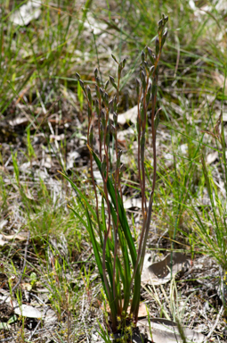 APII jpeg image of Thelymitra exigua  © contact APII