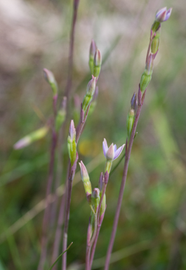 APII jpeg image of Thelymitra pallidifructus  © contact APII