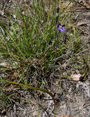 APII jpeg image of Thelymitra peniculata  © contact APII