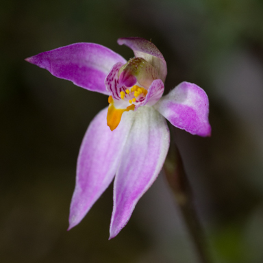 APII jpeg image of Caladenia alata?  © contact APII