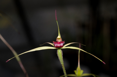 APII jpeg image of Caladenia cremna?  © contact APII
