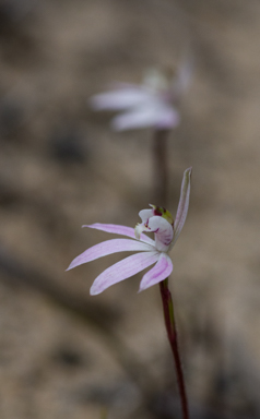 APII jpeg image of Caladenia fuscata  © contact APII
