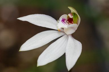 APII jpeg image of Caladenia maritima  © contact APII