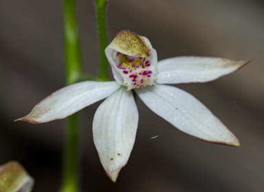 APII jpeg image of Caladenia moschata  © contact APII