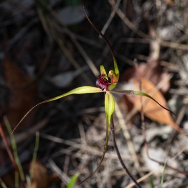 APII jpeg image of Caladenia oenochila  © contact APII
