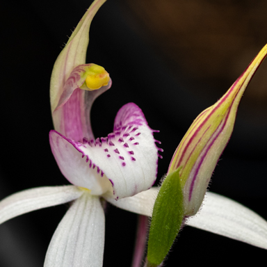 APII jpeg image of Caladenia pumila  © contact APII
