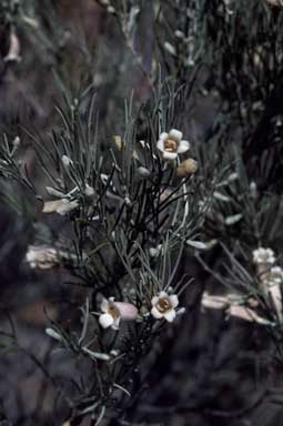 APII jpeg image of Eremophila dalyana  © contact APII