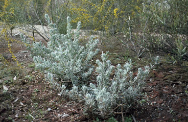 APII jpeg image of Eremophila glabra  © contact APII