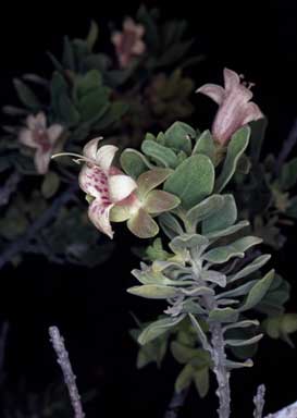 APII jpeg image of Eremophila forrestii subsp. hastieana  © contact APII
