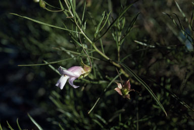 APII jpeg image of Eremophila linsmithii  © contact APII