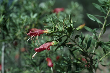 APII jpeg image of Eremophila maculata subsp. maculata  © contact APII