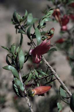 APII jpeg image of Eremophila maculata  © contact APII