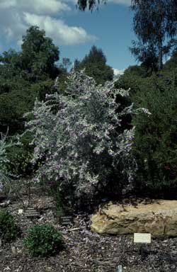 APII jpeg image of Eremophila nivea  © contact APII