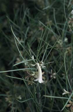 APII jpeg image of Eremophila oppositifolia subsp. oppositifolia  © contact APII