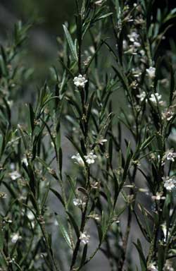 APII jpeg image of Eremophila psilocalyx  © contact APII