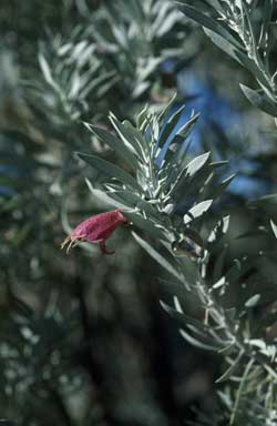 APII jpeg image of Eremophila pterocarpa  © contact APII