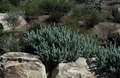 APII jpeg image of Eremophila subfloccosa subsp. subfloccosa  © contact APII