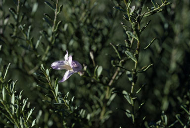 APII jpeg image of Eremophila pustulata  © contact APII