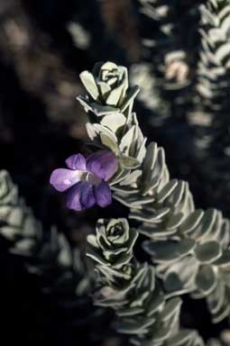 APII jpeg image of Eremophila rhegos  © contact APII