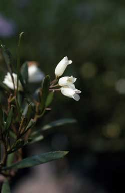 APII jpeg image of Eremophila saligna  © contact APII