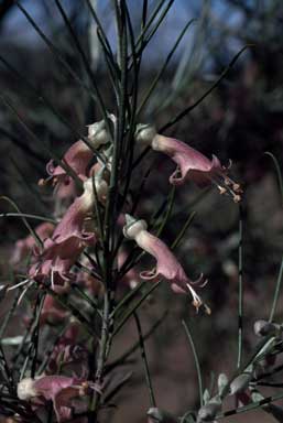 APII jpeg image of Eremophila stenophylla  © contact APII