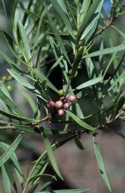 APII jpeg image of Myoporum montanum  © contact APII