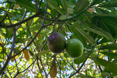 APII jpeg image of Cerbera manghas  © contact APII