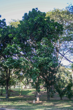 APII jpeg image of Barringtonia calyptrata  © contact APII