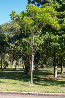 APII jpeg image of Cerbera floribunda  © contact APII