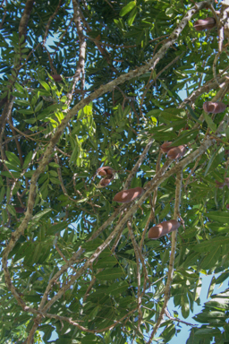 APII jpeg image of Castanospermum australe  © contact APII