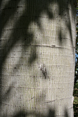 APII jpeg image of Brachychiton diversifolius  © contact APII